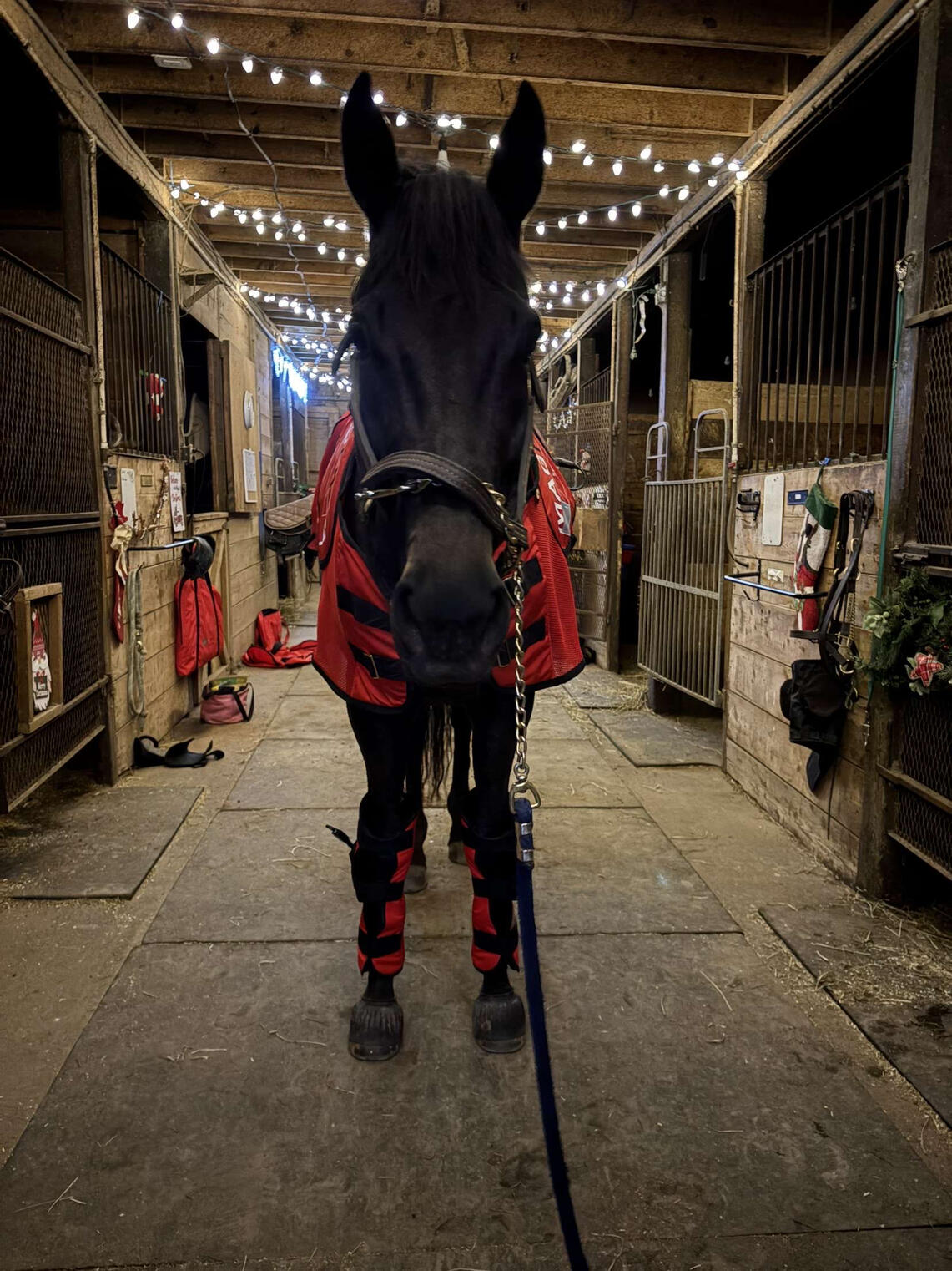 Full-Body PEMF Sessions. Helping to improve circulation, reduce inflammation, and promote healing.